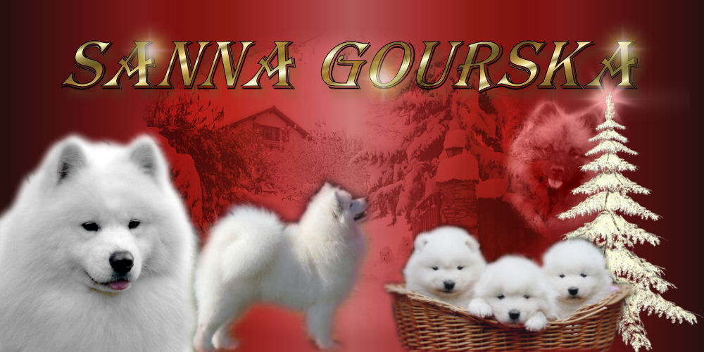 Samoy�de et Spitz-loup (Keeshond) De Sanna Gourska - Elevage Passion