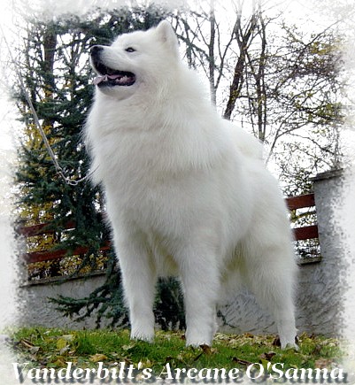 Arcane 1 an (1 year)