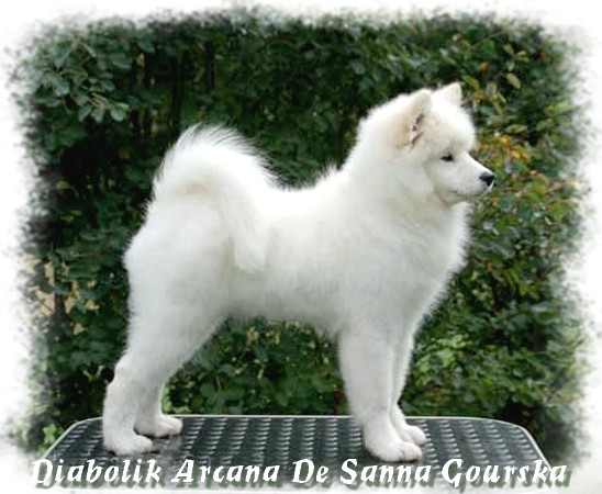 Arcana BIS Puppy (4 mois)