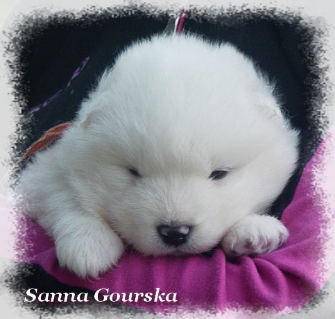 Bo Derek De Sanna Gourska - 3 semaines (3 weeks)