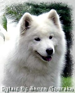 Rytsie