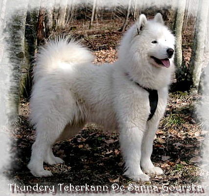 Tcherkann