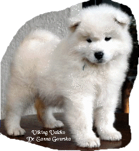 Valcko 8 semaines (8 weeks)