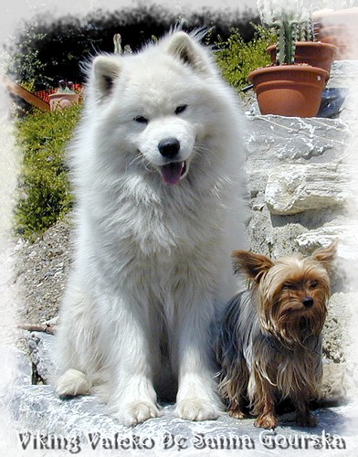 Valcko 18 mois (18 months)