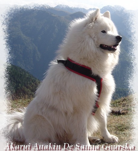 Anakin 15 mois (15 months)