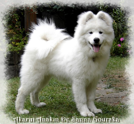 Anakin 6 mois (6 months)