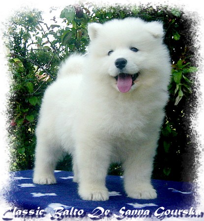 Balto