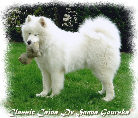 Ca�na � 8 mois (8 months old)
